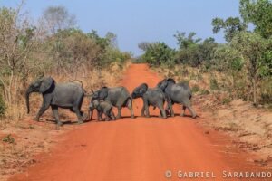 floresta-de-nazinga (1)