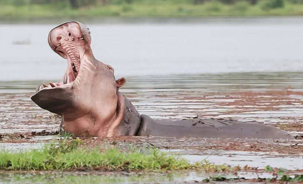 Marre aux hippopotames de Bala