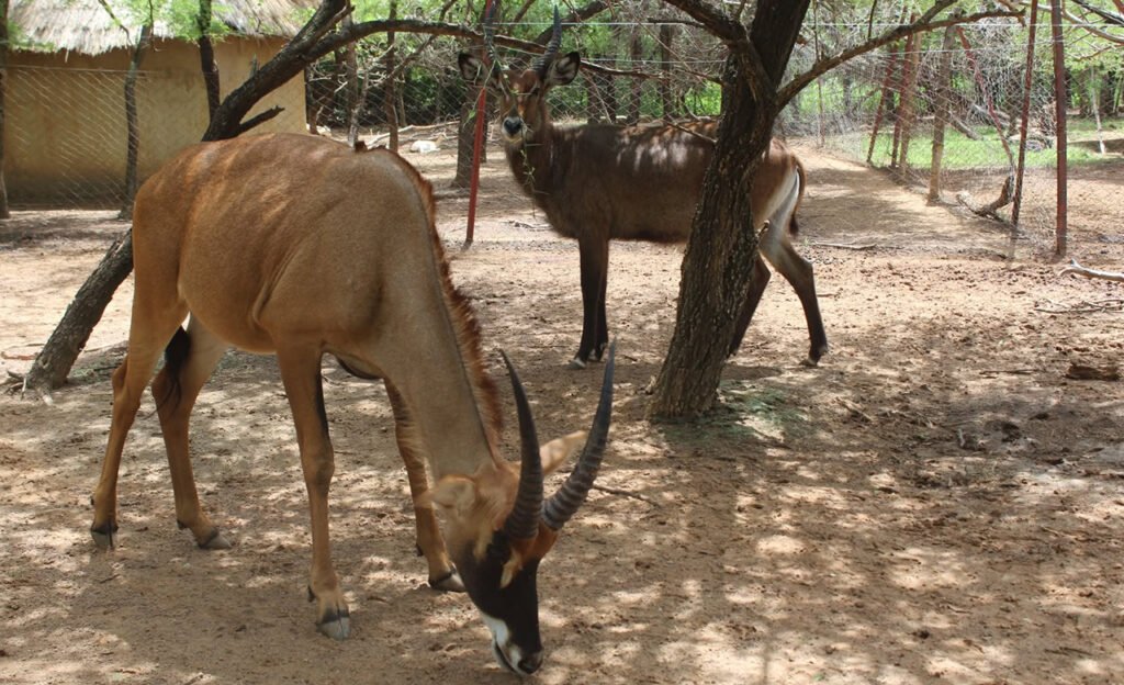 Ferme animalière de wedbila 