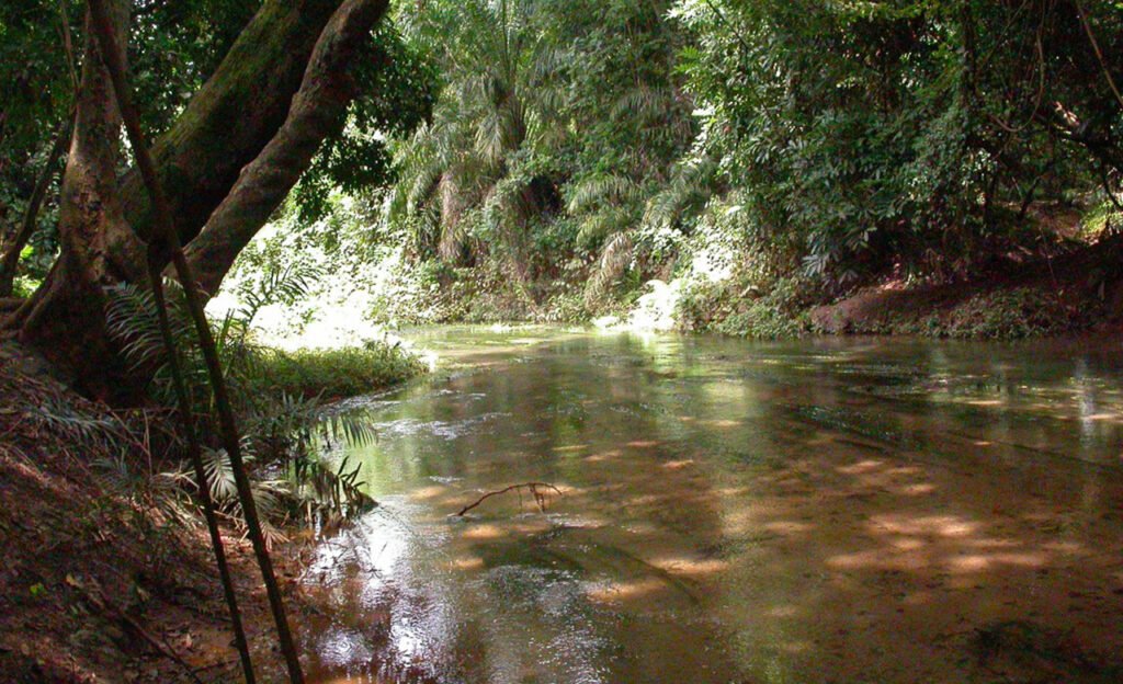 Forêt du Kou 