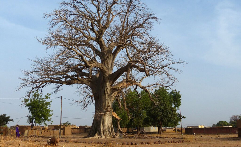 Baobab sacré de Fada 