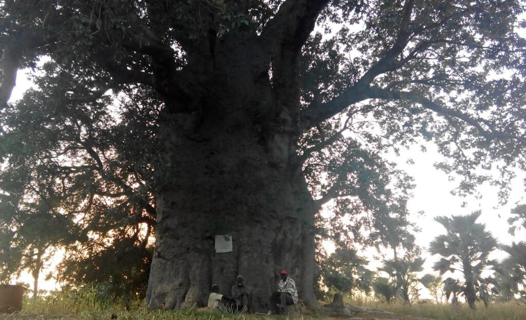 Baobab de Toumousséni 