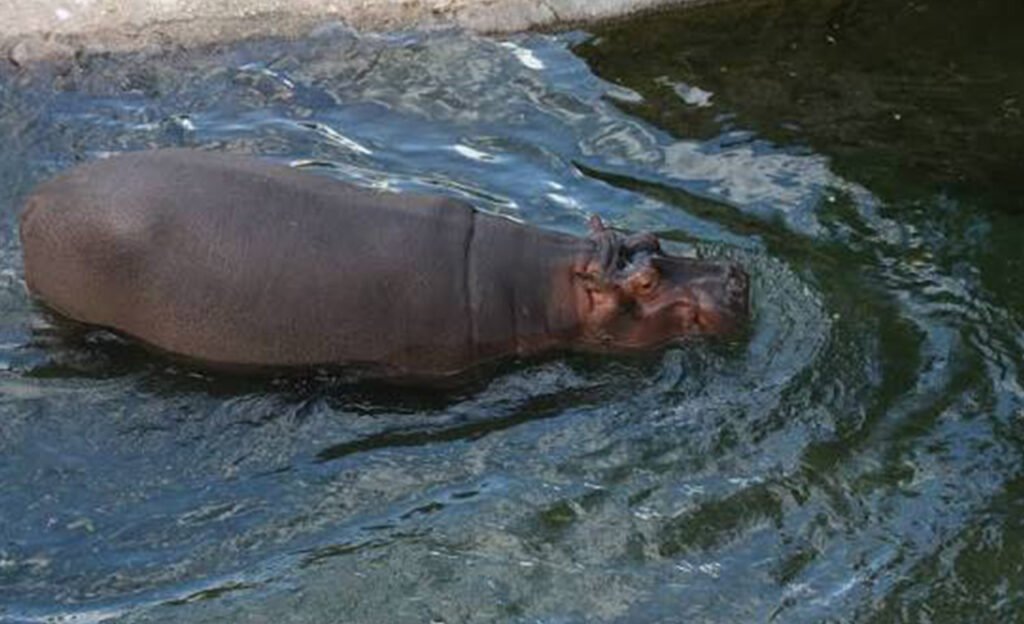 Lac aux hippopotames de tengréla 